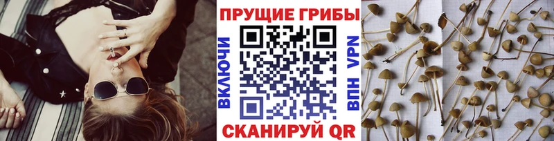 купить сайты Горячеводский Псилоцибиновые грибы прущие грибы